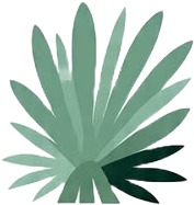 a green leaf with a white background 1.jpg